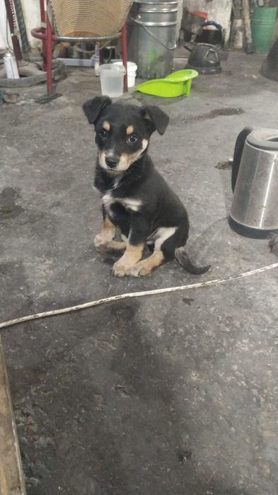 Отдам в надёжные и ответственные руки щенка звоночек