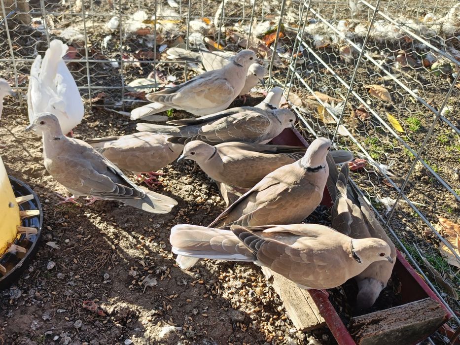 Vând turturele răzătoare