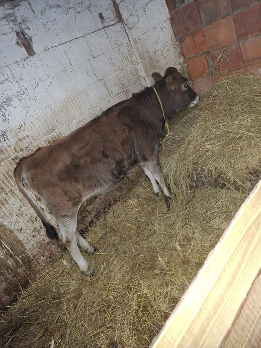 Vând vitica metis de 5 luni