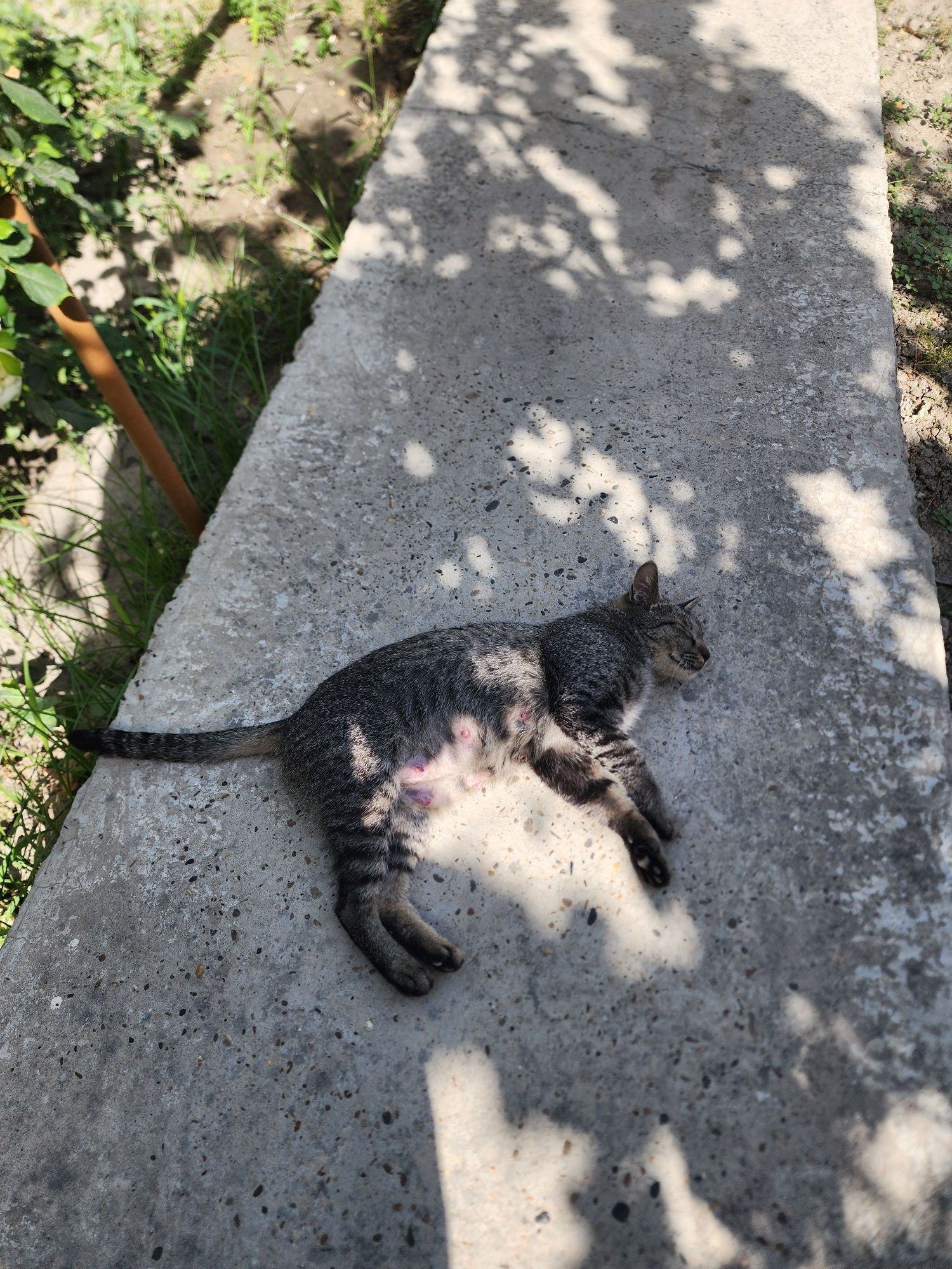 Котята обычной породы