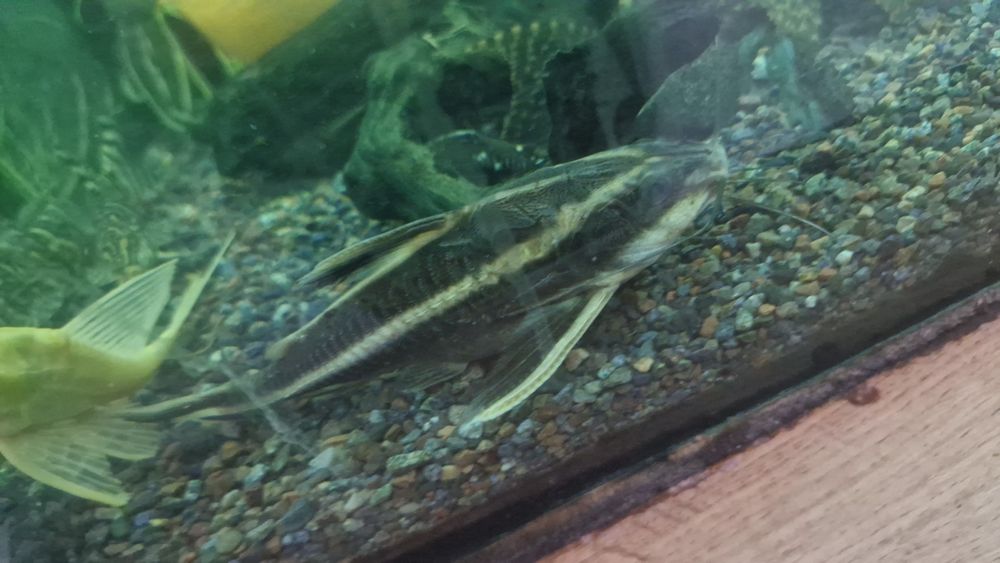 Платидорас сомик