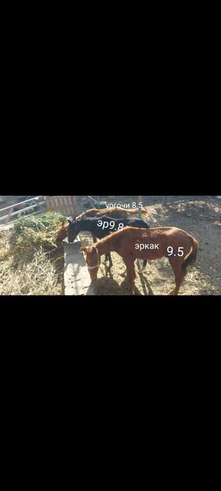 От той эркак 2 та ургочи 1 та