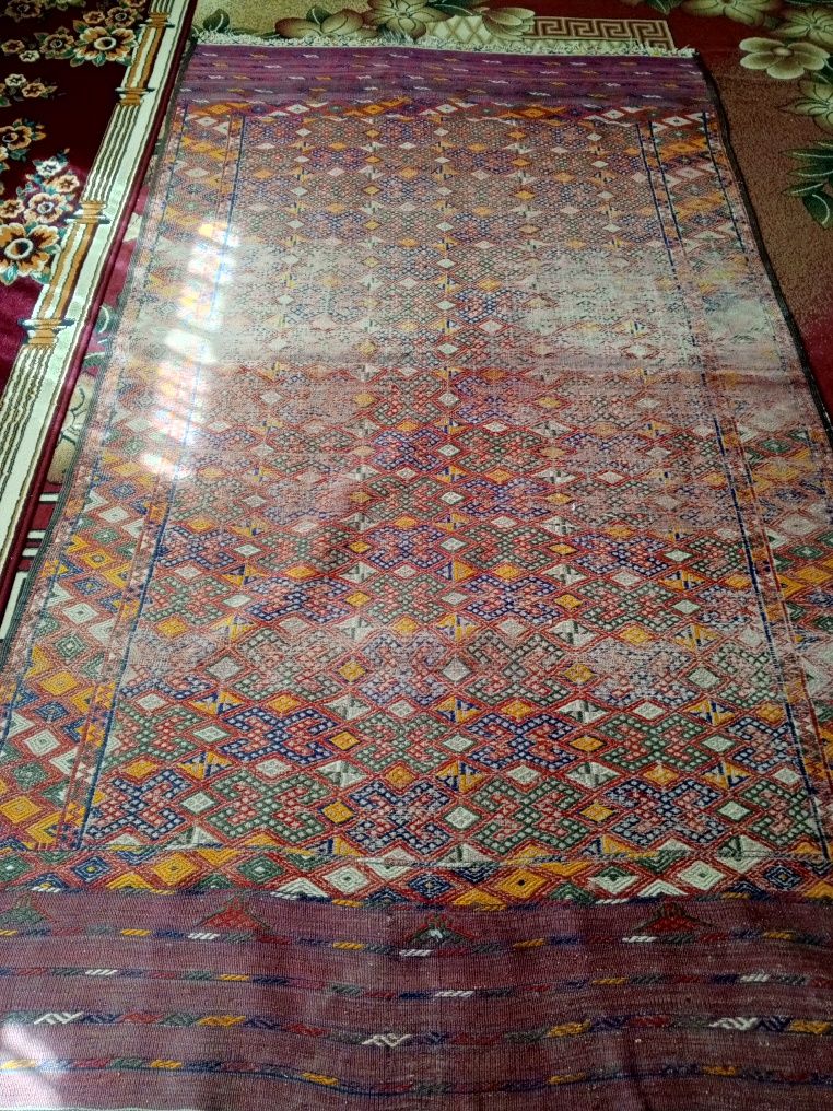 Turkmen palasi köp yillik