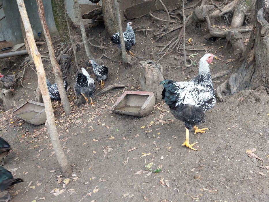 De vanzare puicute si cocosi din rasa de gaini wyandotte