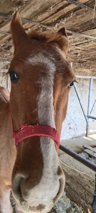 Данчак тұқымы ...