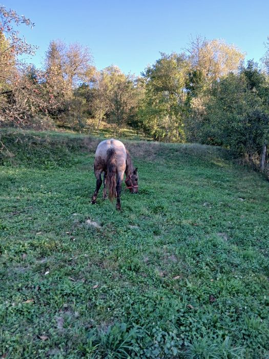 Vând cal cu vârsta de 7 ani