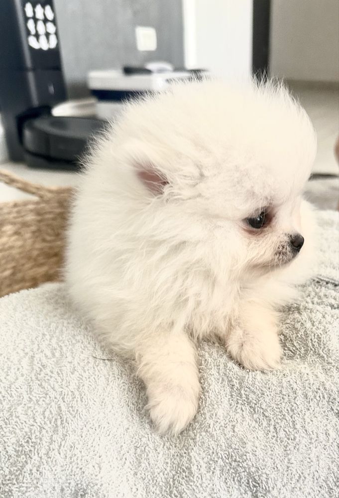 Pomeranian baietel