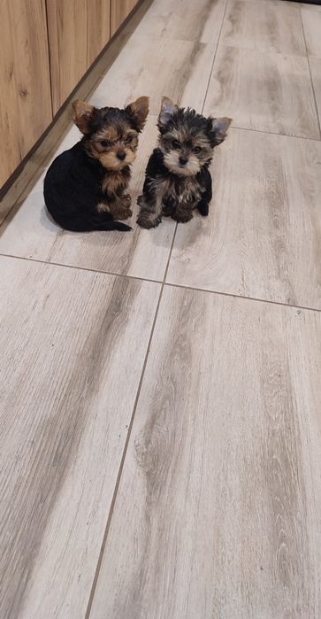 Йорки. Прекрасни представители на породата