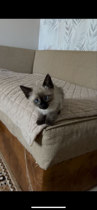 Сиамский котенок