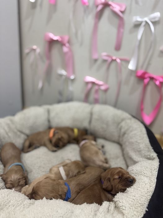 Английски кокер шпаньол