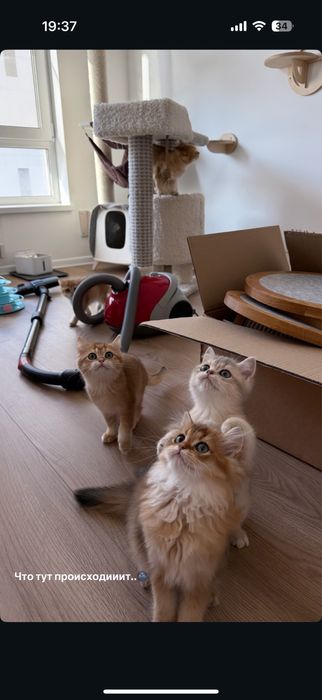 Продам котят породы шотланский шиншиллы