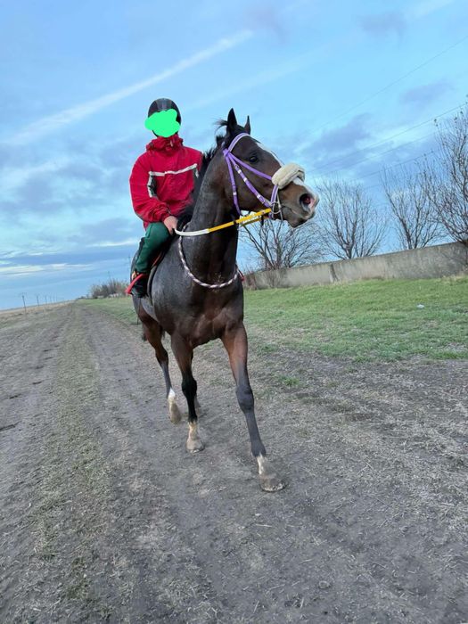 Vand Pur Sange Englez !!