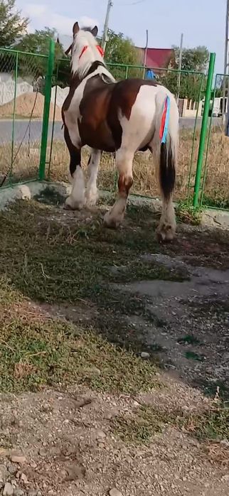 Vând cal, vârstă 6 ani