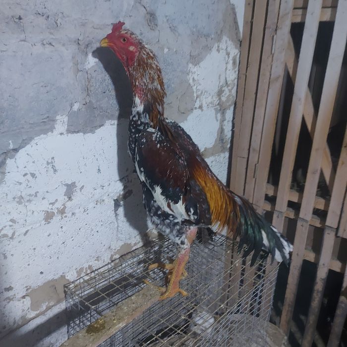 Корейц х хинт 1.5 год  Корпусник