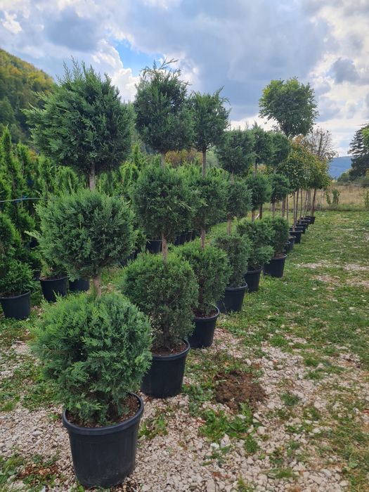 Leylandi gard viu veșnic verde