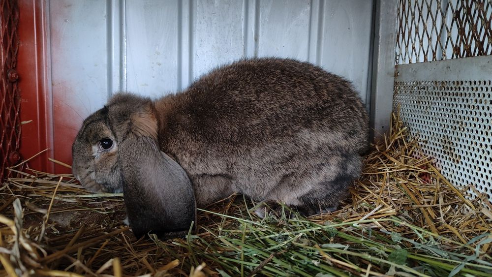 Iepuri berbec german