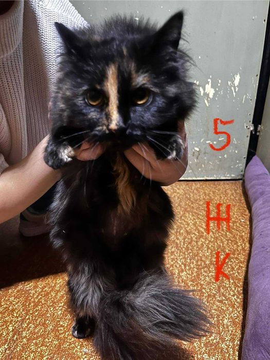 Спешно - Домашни котки се нуждаят от Приемен / Постоянен дом