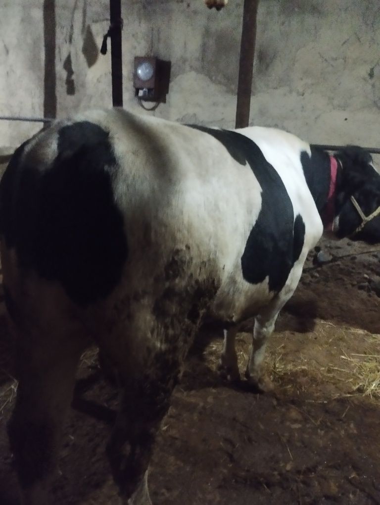 Buqa sotiladi 2 tish uruğgayam zur boqishgayam