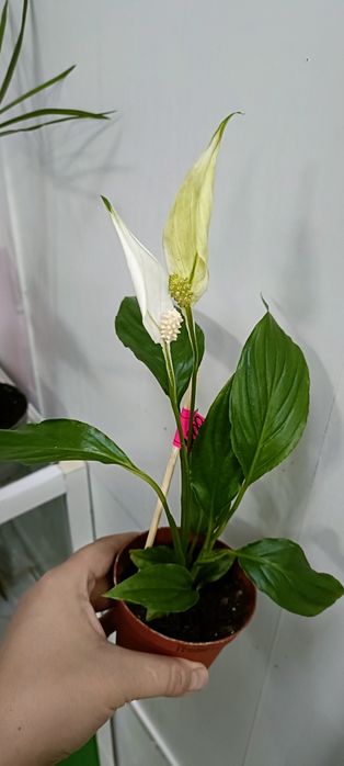 Женское счастье:1800 тенге