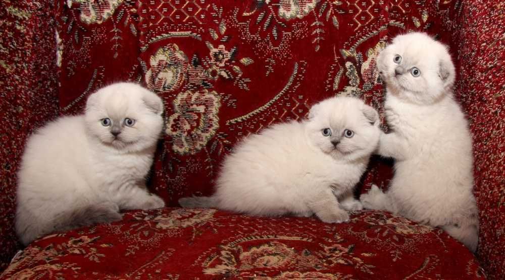 Scottish fold pui