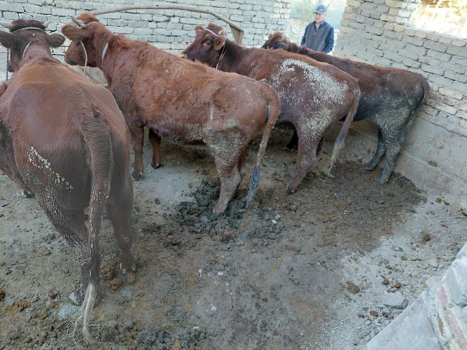 Gunochinlar sotiladi tez srochna