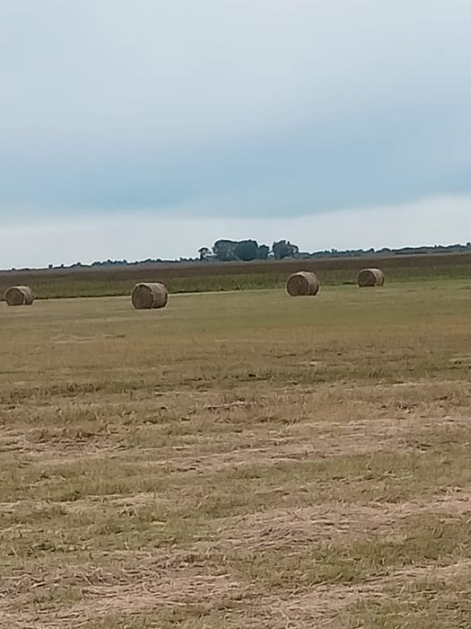 Продам сено рулоннное