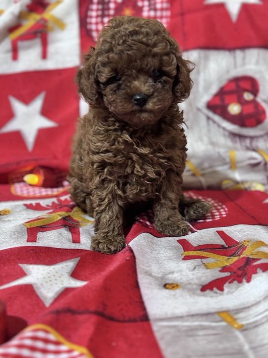 Пудел  Той  Пудел