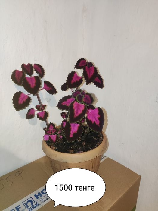 Колеус, доллар и другие