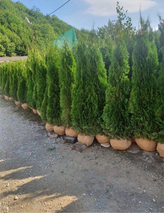 Plante ornamentale de orice specie la pret minim