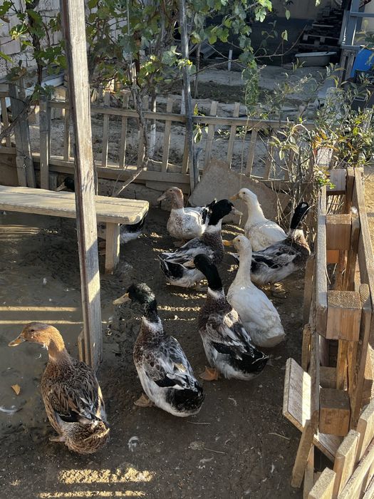 Үйректер сатылады,Продается Утки