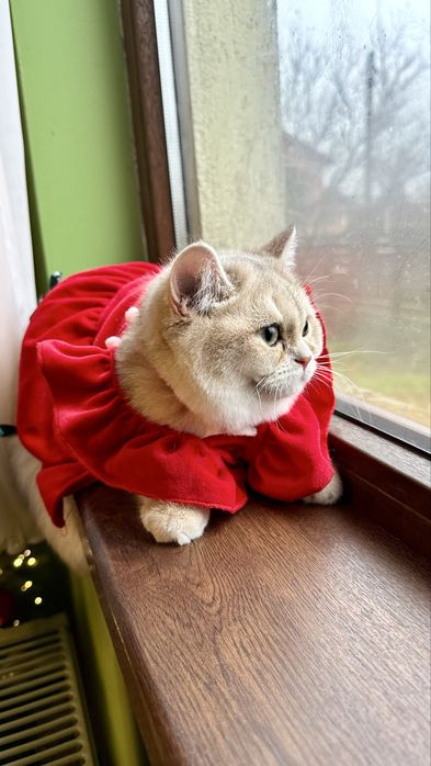 British Shorthair Chinchilla Blue Golden - Fetita certificat pedigree