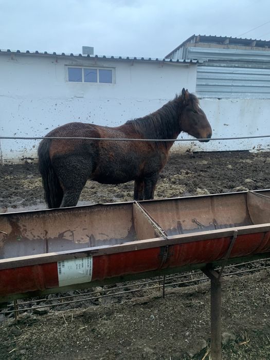 Продажа согым , коров и лошадей , так же баранов