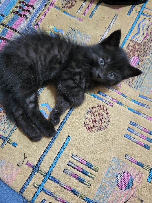 Отдам котёнка и кошку