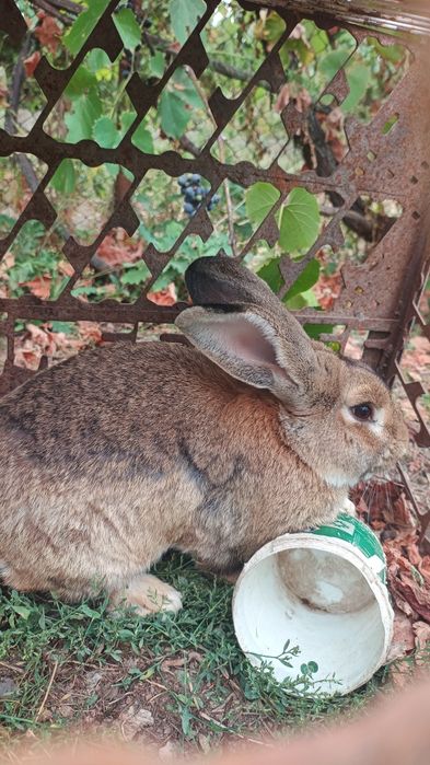 Vând iepure crescut natural