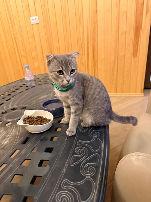 Нашел кошку серая