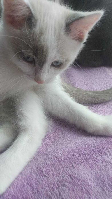 Аккуратные котята