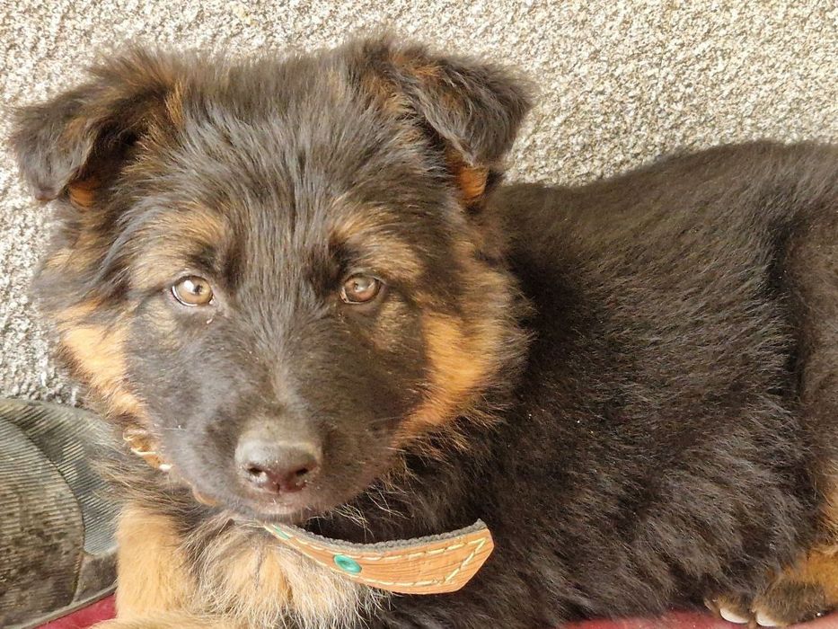 Nemiski afcharka 2 oylik