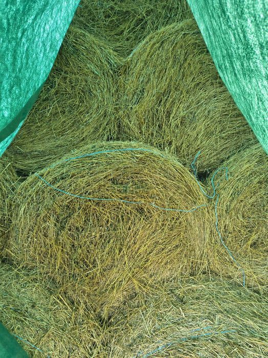 Vând baloți de Lucernă 2025