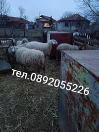 Продавам агнета кочове и овце