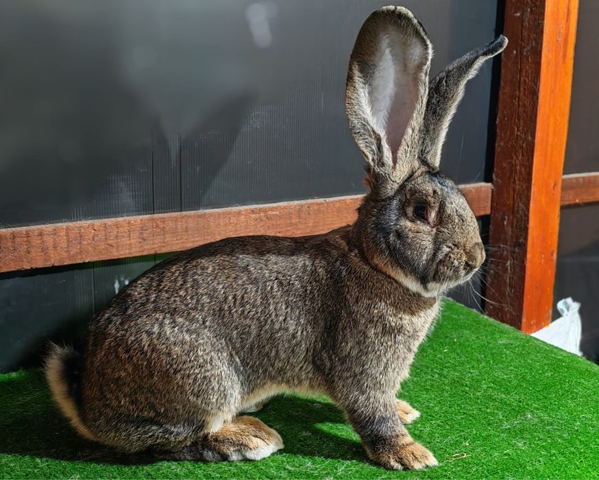 Masculi urias german