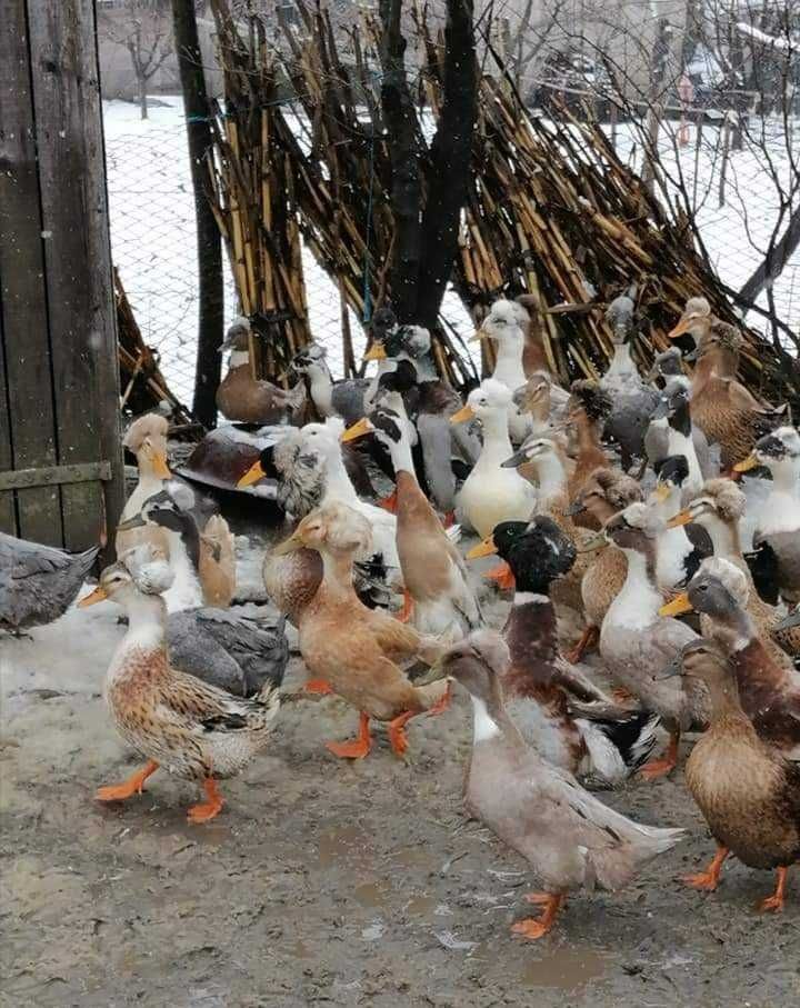 Oua de rata cu moț