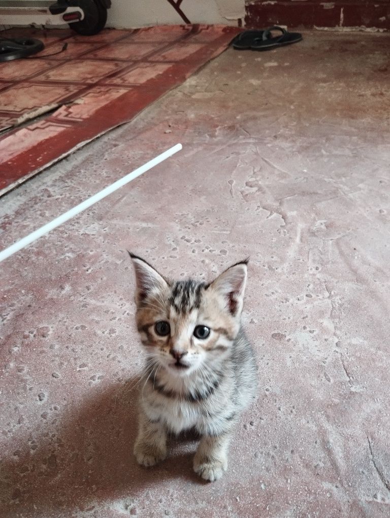Asalomualekom mushu bolalari sotiladi parodali
