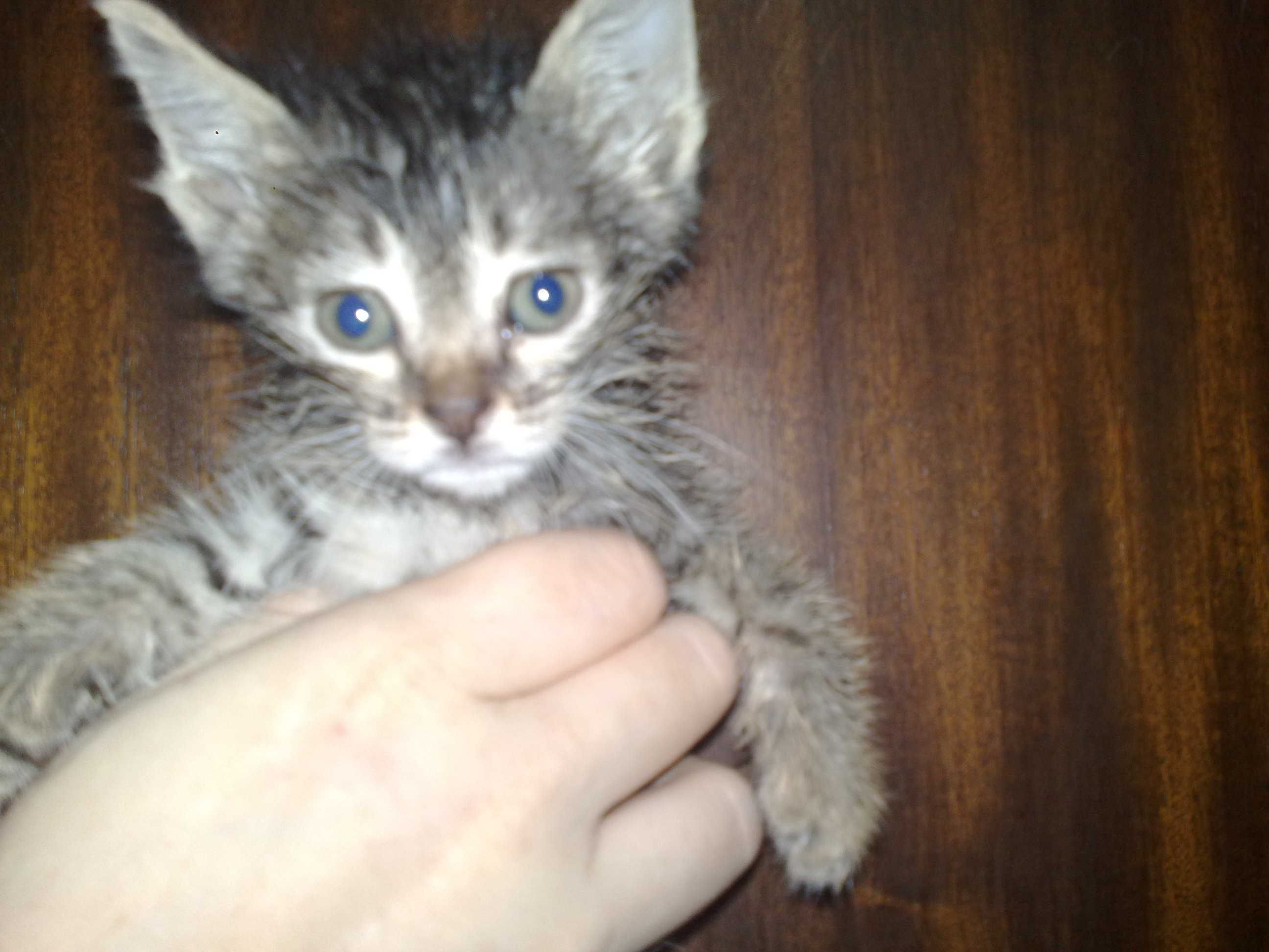 Котёнок мальчик, серый окрас, 1 месяц.