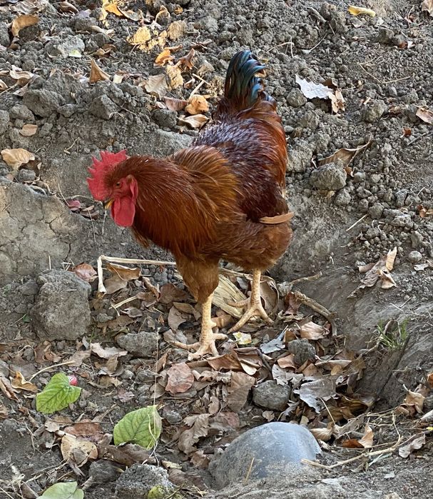 Петухи корейской породы