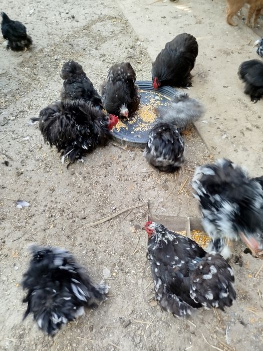 Pereche Găini Cochinchina pitic