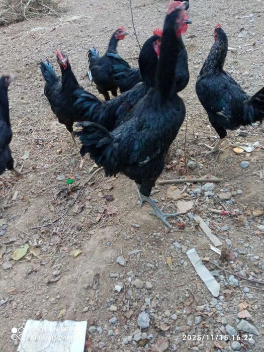 Qora Shahzoda Xo'roz