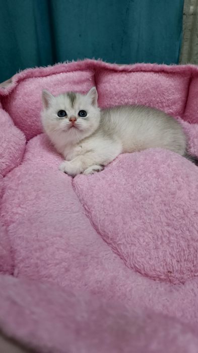 Продаётся чистокровный британский котёнок