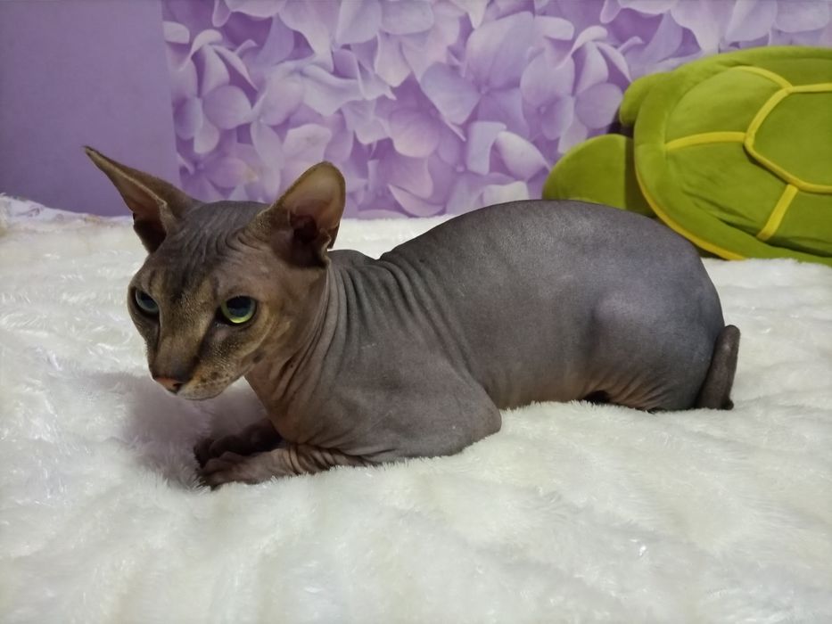 Канадский сфинкс на вязку Алматы