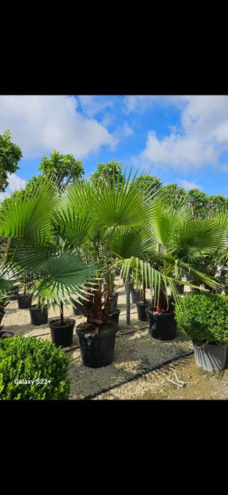 Vând plante ornamentale