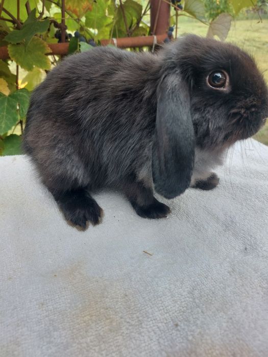 Femele,iepure berbec pitic 2+1 gratis